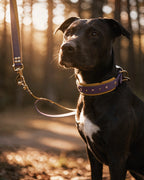 Collier - Enchantement